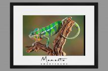 Memento 4K Smart Frames Product Demo – Vistek Mississauga Memento Smart Frame