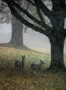 Letchworth-deer-michael reichmann