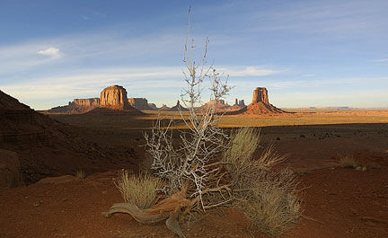 North Window Bush - Michael Reichmann