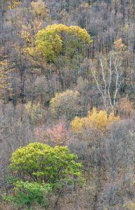 forest-brushes - Michael Reichmann