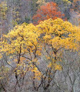 sharp-yellow-michael reichmann