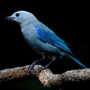 Blue Bird on Branch