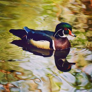 Mallard Duck in the Water