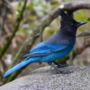 Stellar Jay on rock