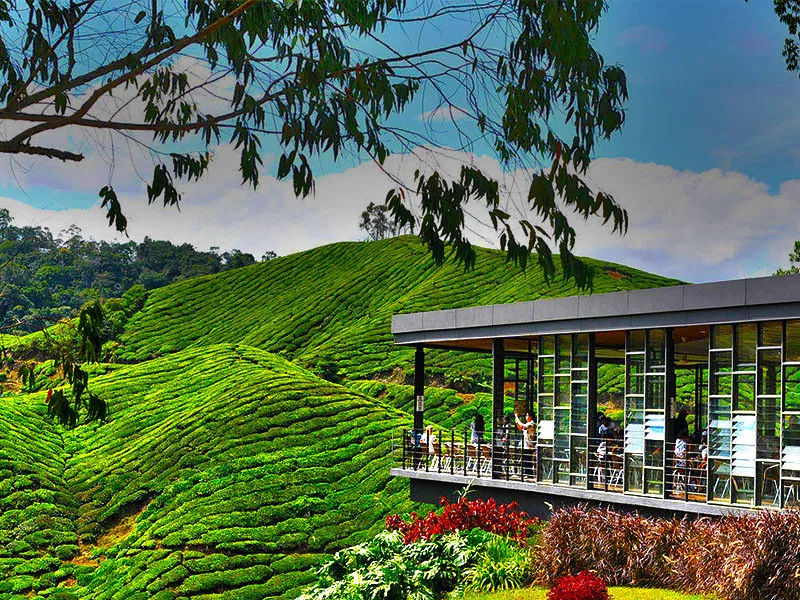 Cameron Highlands