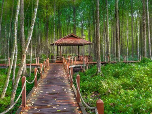 Matang Mangrove Forest Reserve, Perak