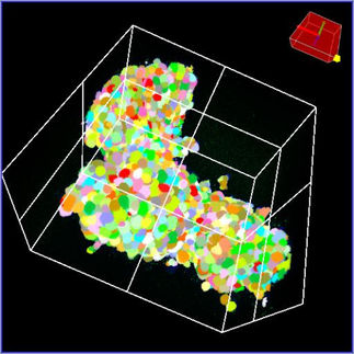 Echte 3D-Segmentierung eines Organoids mit der NoviSight 3D-Analysesoftware