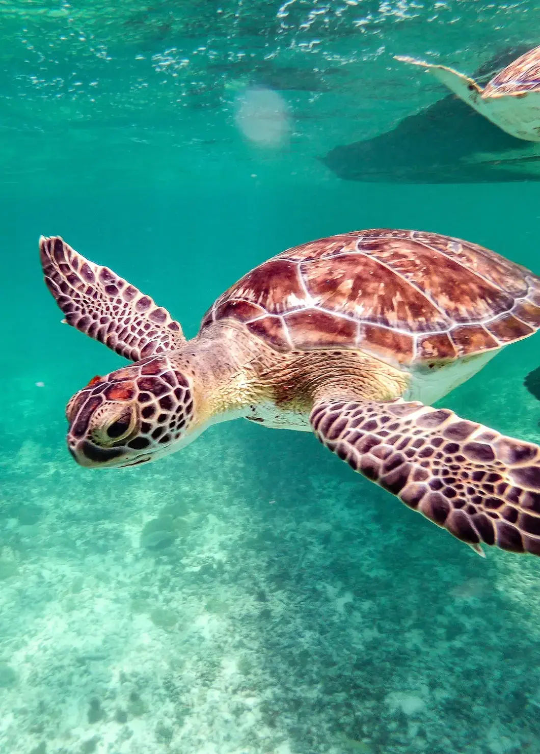 Underwater Adventures