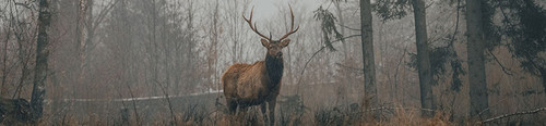 bannière cerf