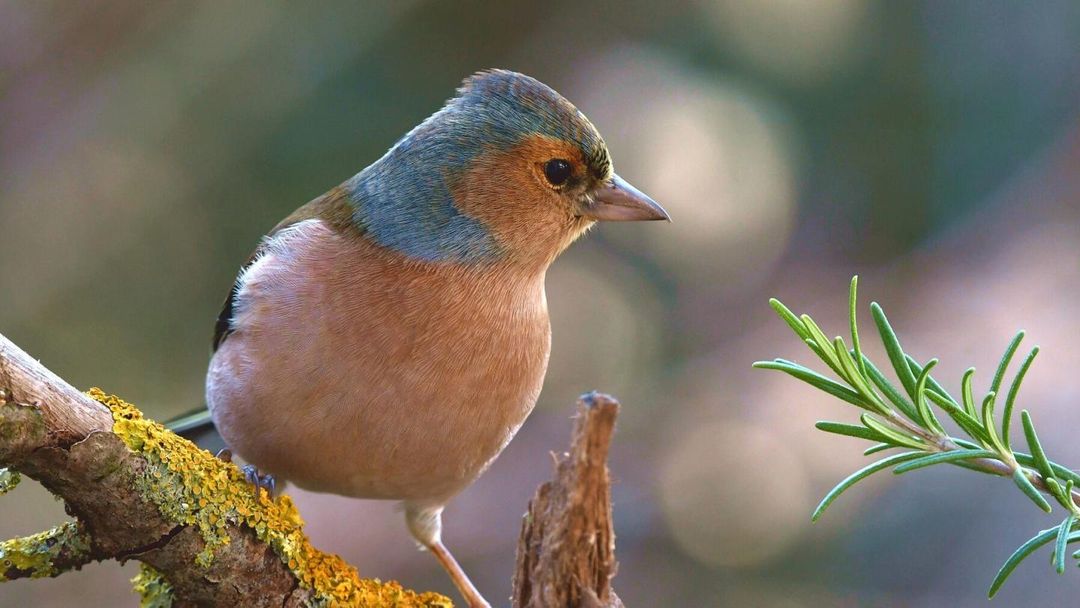 Stage oiseau