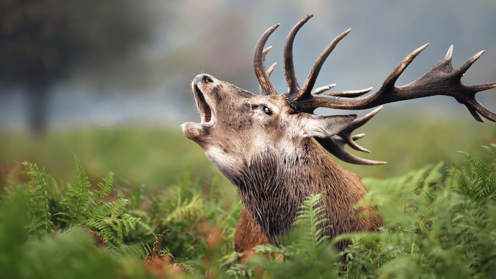 Le brame du cerf au royaume des biches