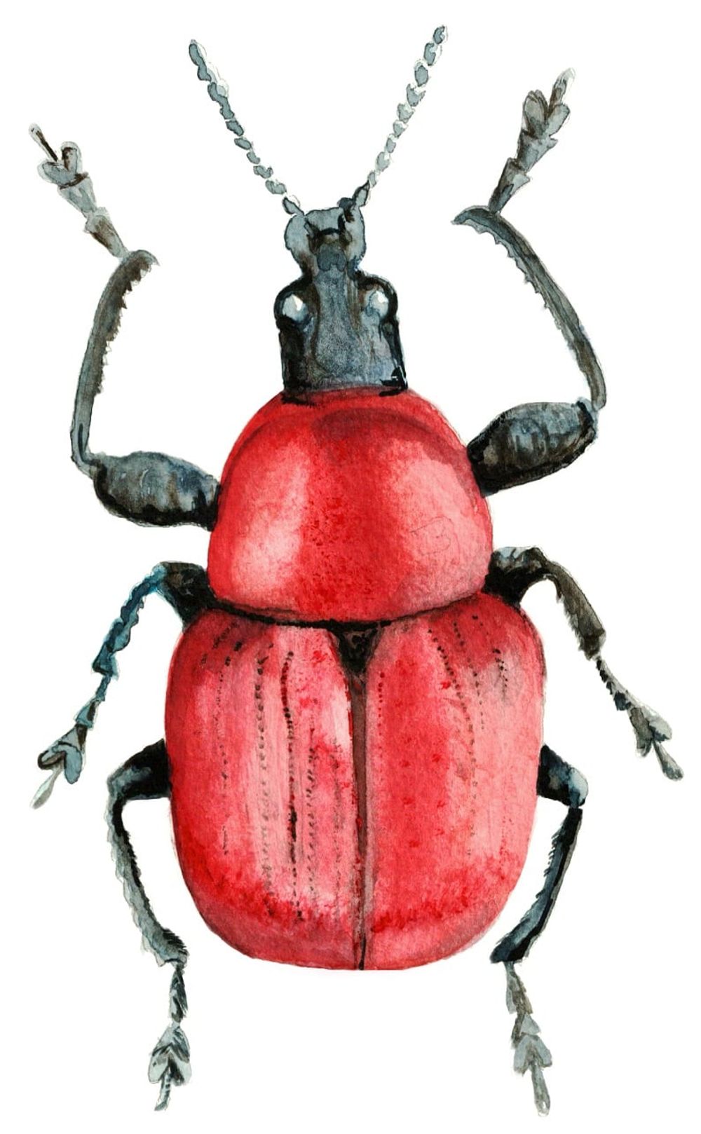 Formation au dessin naturaliste