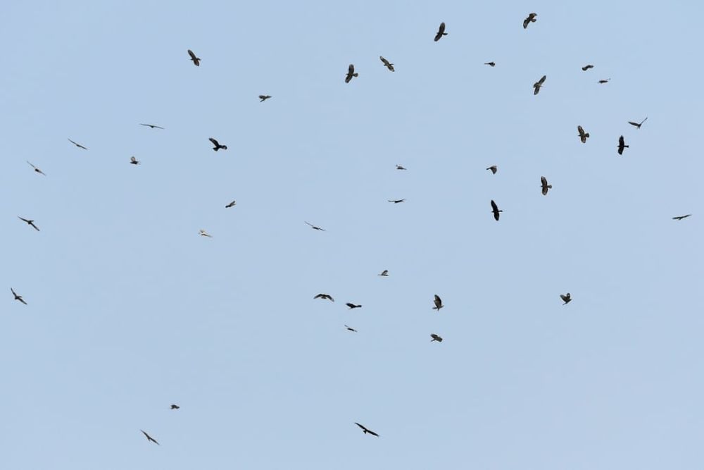 Les Journées mondiales des oiseaux migrateurs