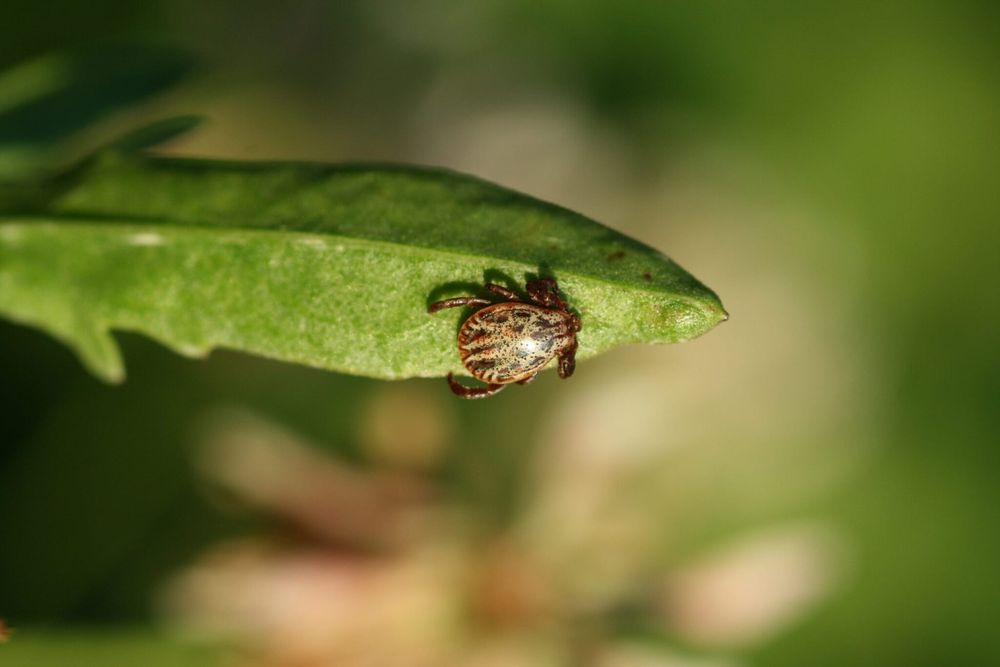 La tique et ses régulateurs naturels