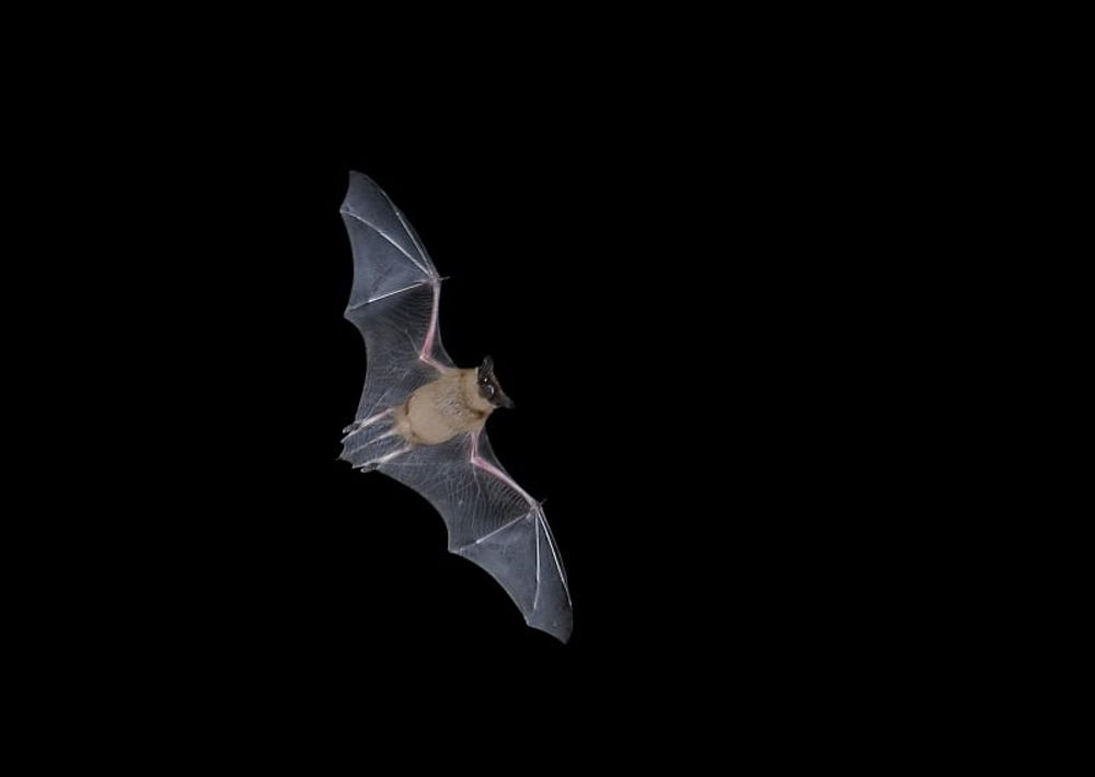 Les voltigeuses de velours sont de retour !