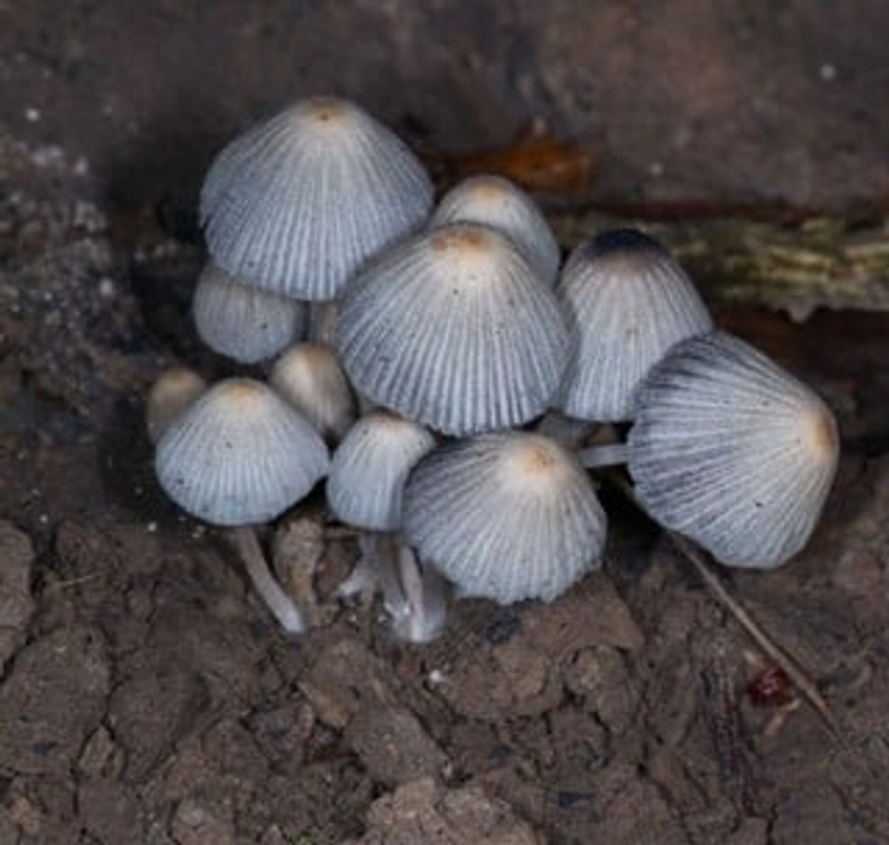 Compost et biodiversité