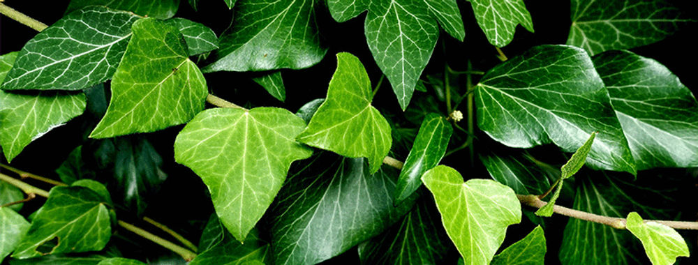 Le lierre et les croyances populaires