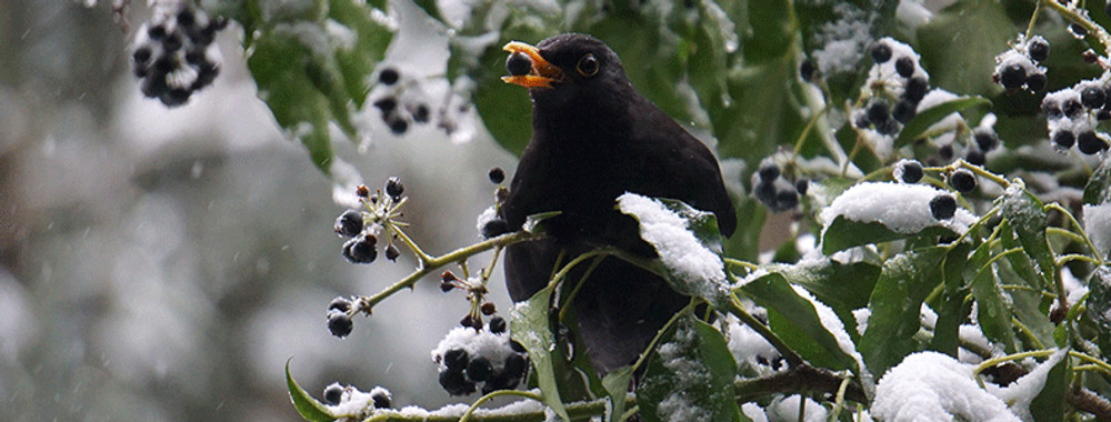 Le lierre, un abri et un précieux garde-manger