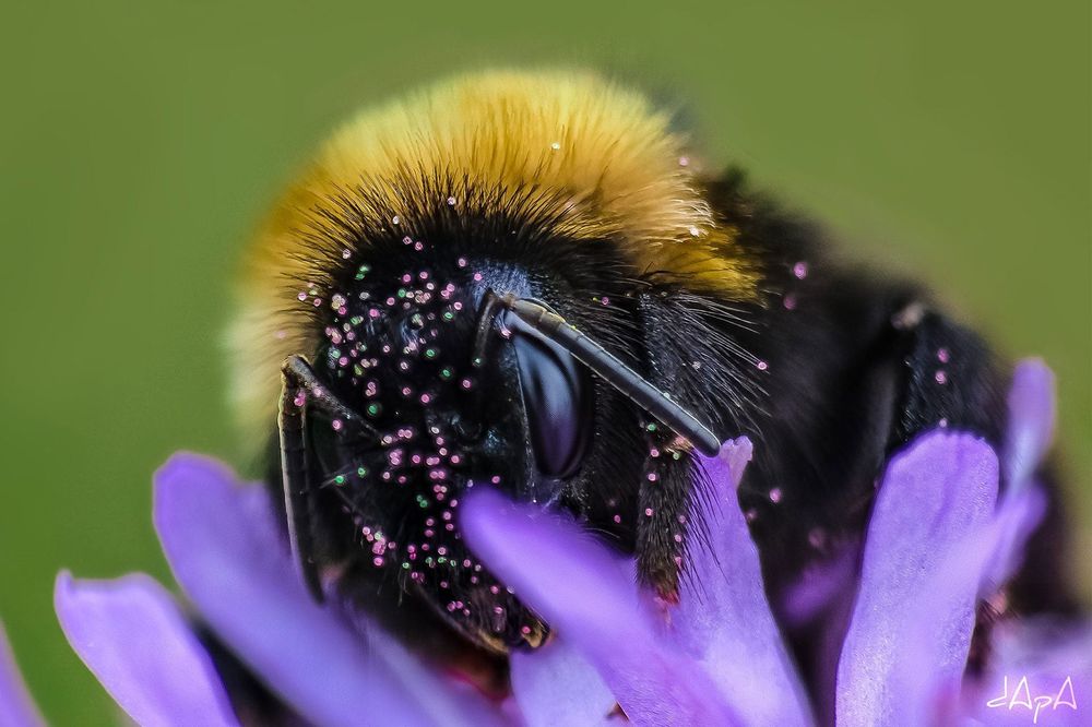 Retour sur l’aventure Pollin‘div !