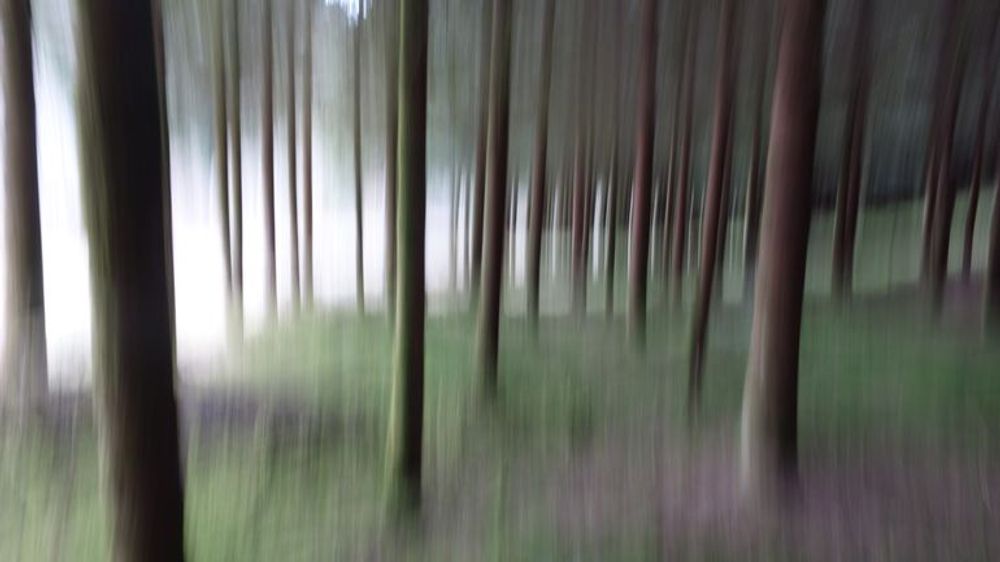 Reportage – Feue la forêt