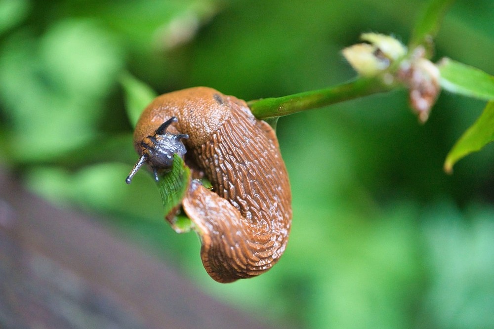 Limaces, potager et hérissons, un équilibre fragile