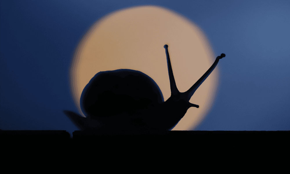 Nuit de l’obscurité : quand la nuit tombe, la vie continue