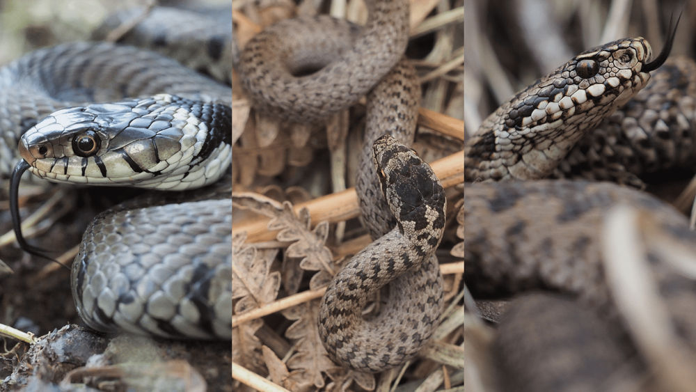 L’éveil de nos serpents…