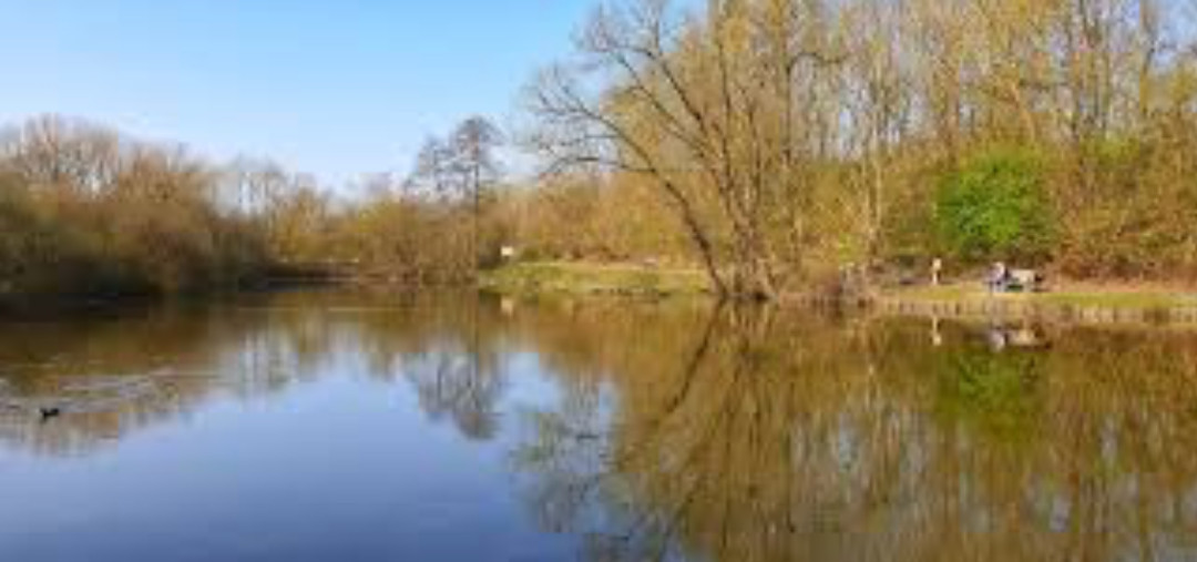 Bois de Scailmont