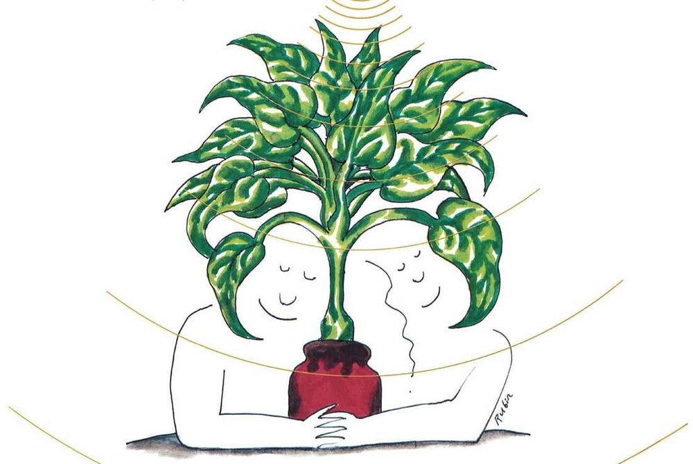 L’histoire de Plantasia, le disque qui faisait pousser les plantes