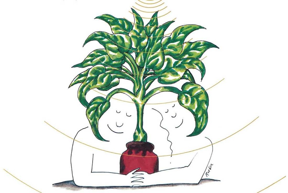L’histoire de Plantasia, le disque qui faisait pousser les plantes