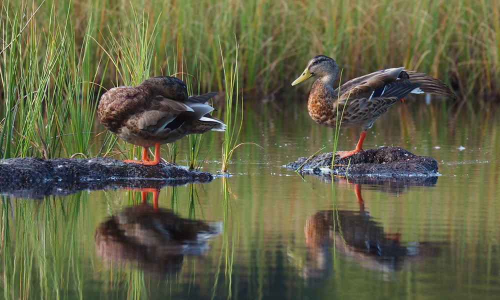Ouverture de la chasse en Belgique : polémique autour des lâchers d’oiseaux