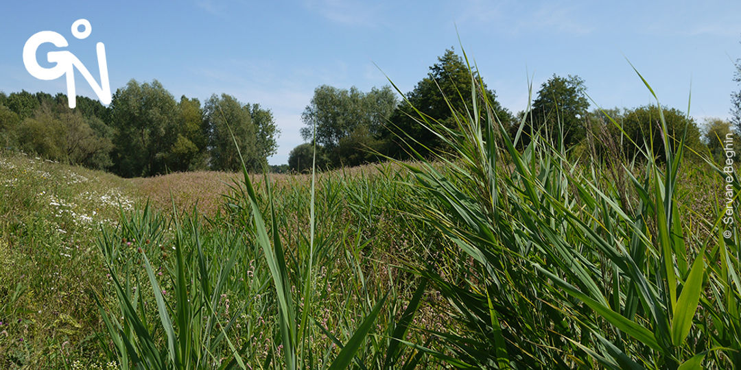 Découvrir la réserve naturelle des Prés d'Amour