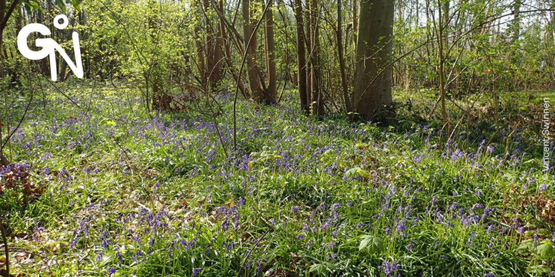Réserve naturelle du Bois de Wadergnies