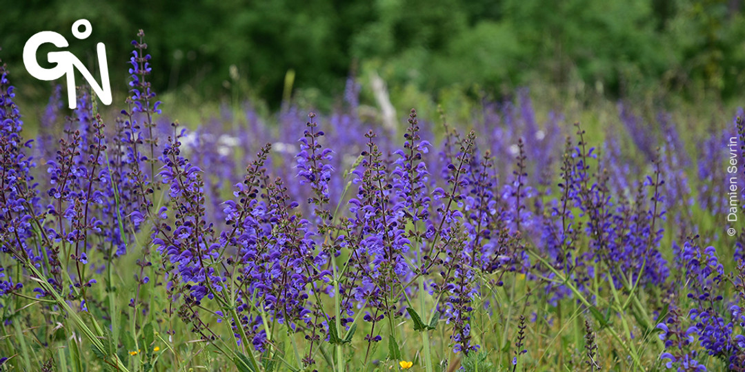 Découvrir la réserve naturelle de Devant-Bouvignes