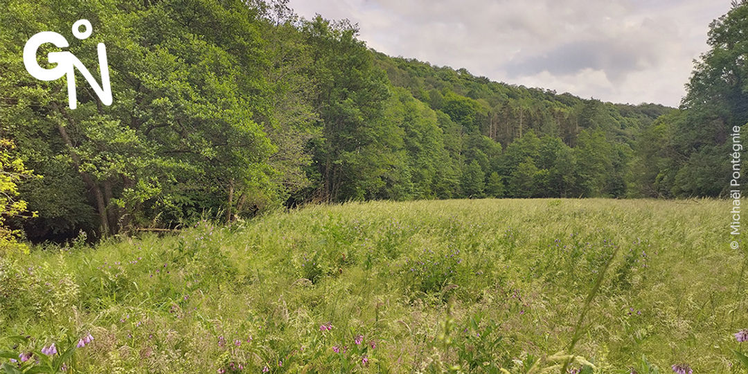 Découvrir la réserve naturelle d'Ellinchamps