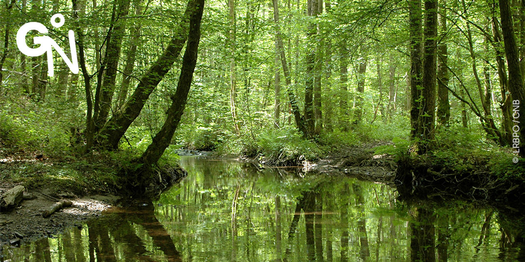 Découvrir la réserve du Fond de Noye à Olloy-sur-Viroin