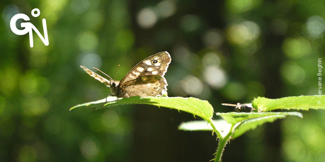 Découvrir la réserve naturelle des Hauts de Poilvache