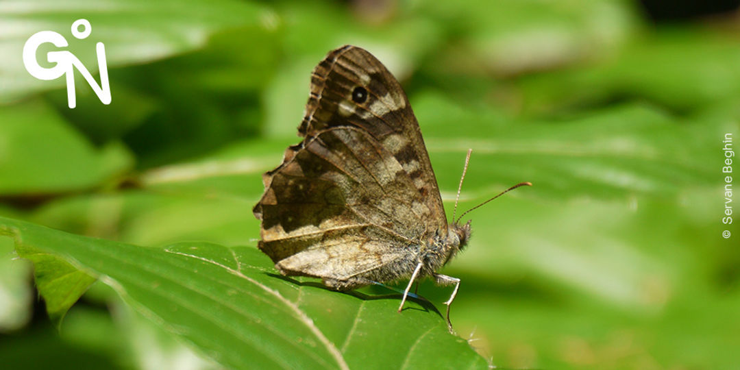 Découvrir la réserve naturelle des Hauts de Poilvache