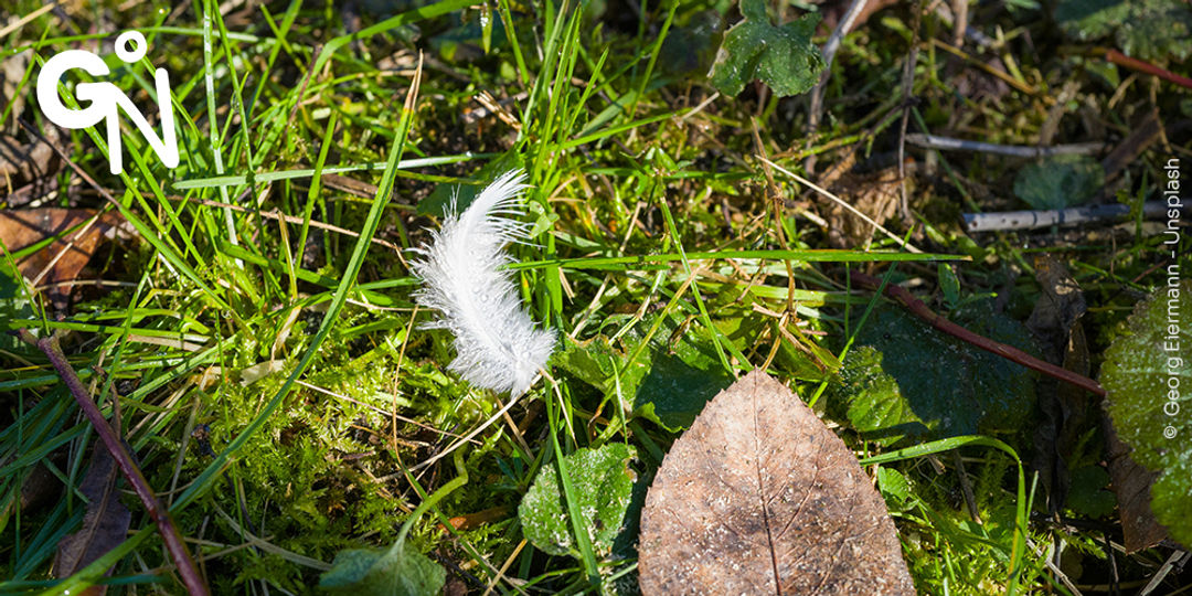 Découvrir la réserve naturelle du Verger de la Marlagne
