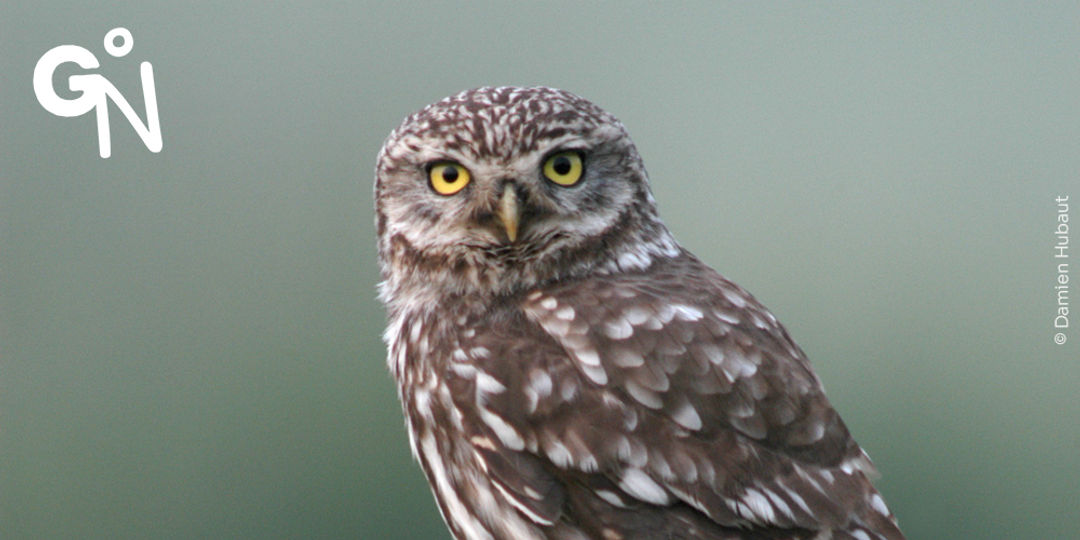 Découverte ornithologique de la réserve naturelle du Verger de la Marlagne