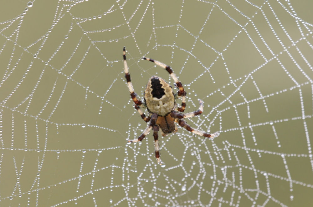 FrichNat revient avec un inventaire d’araignées ! 