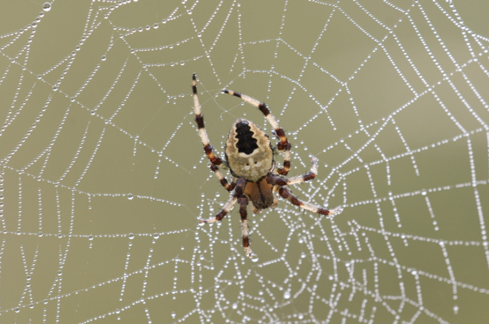 FrichNat revient avec un inventaire d’araignées ! 