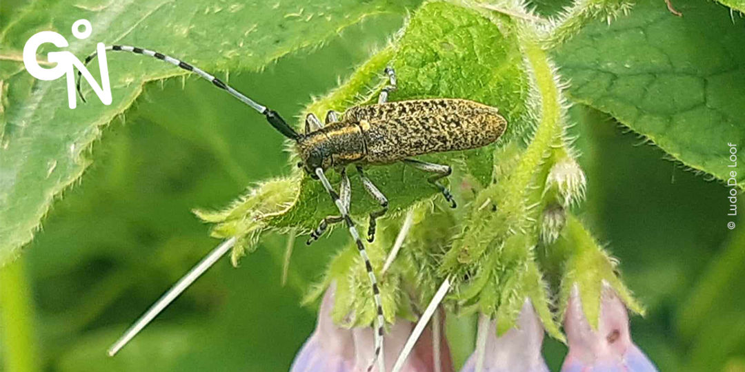 Découvrir la réserve naturelle des Marbaises