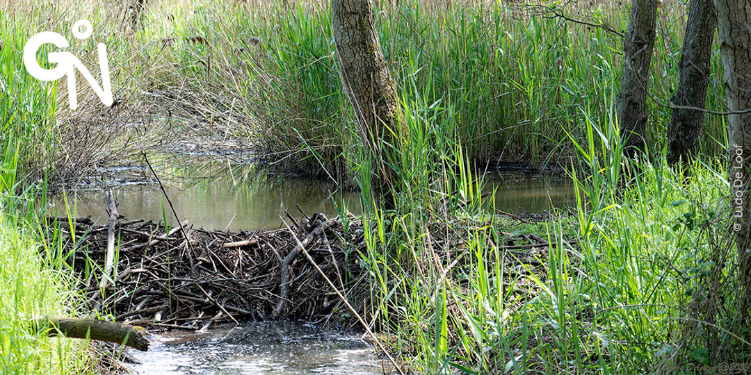 Découvrir la réserve naturelle des Marbaises