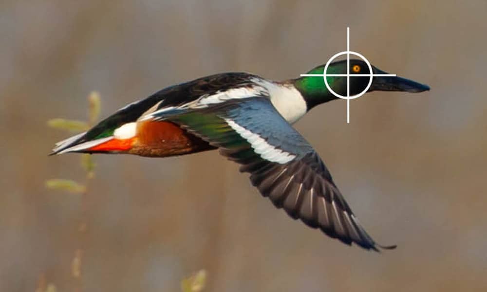 Aidez-nous à sauver les oiseaux des Marais d’Harchies !