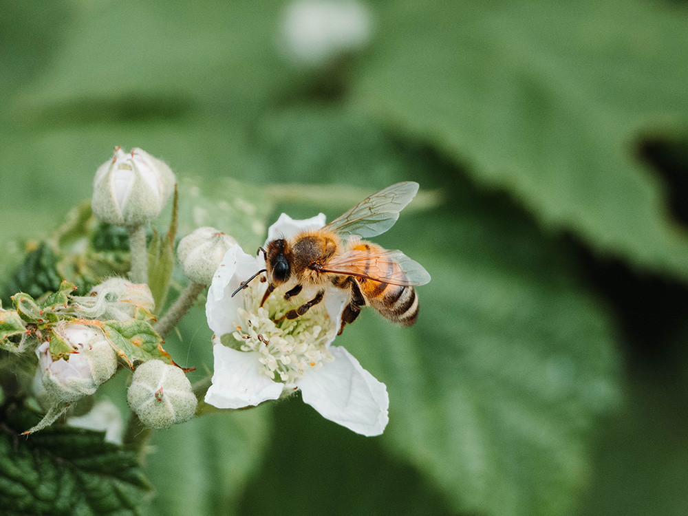 Enquête : aidez les pollinisateurs sauvages avant le 22 juin