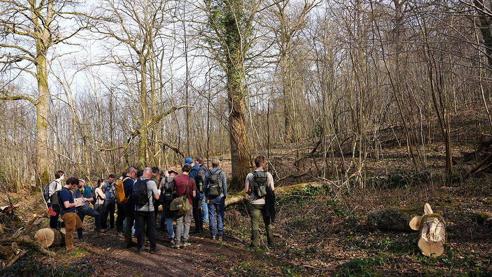 Une étude confirme les bienfaits des immersions guidées en forêt