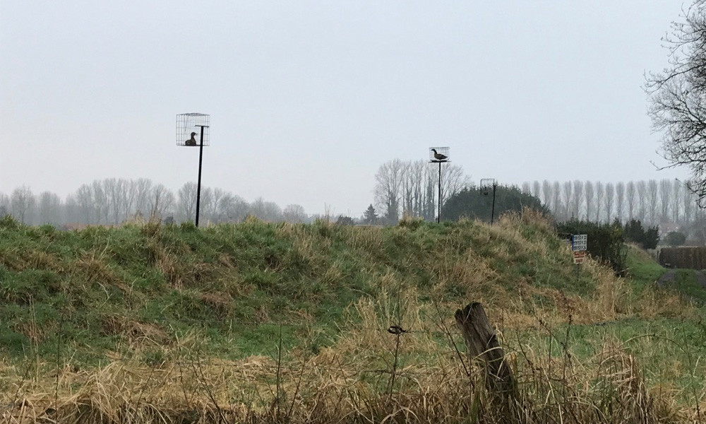 Marais d’Harchies : un rassemblement citoyen pour mieux protéger les oiseaux d’eau