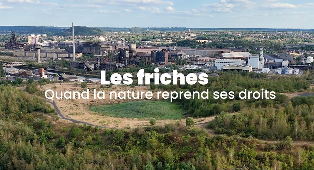 Reportage sur les friches, nouveaux refuges de biodiversité