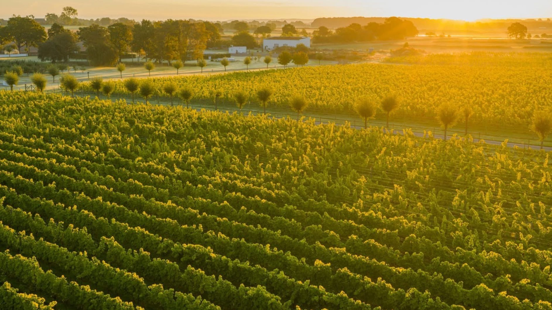Vinets värld - Gårdsförsäljning